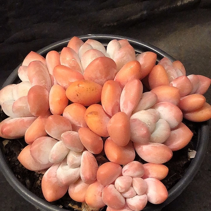 香水多肉植物小群无砍