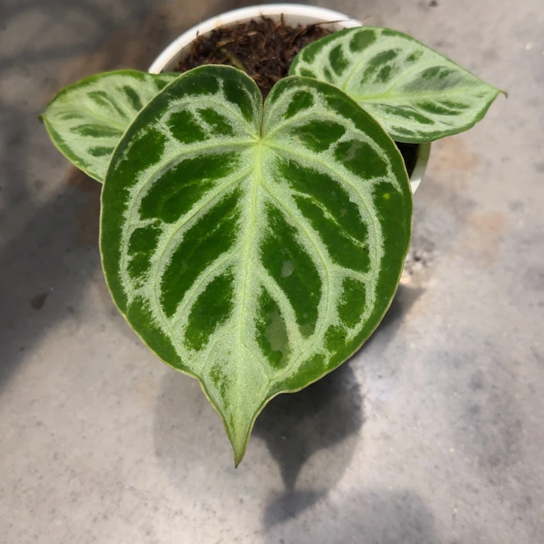 不开花植物印尼铜锣烧