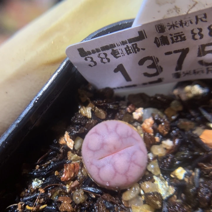 Zzz精品生石花1375