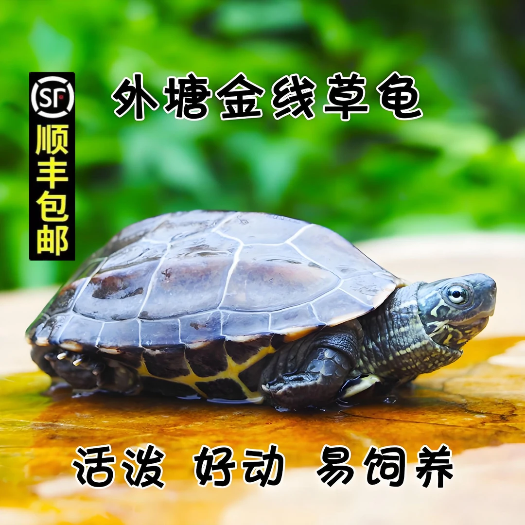 【每只2-3厘米】外塘冷水中华草龟宠物龟包活7天顺丰包邮