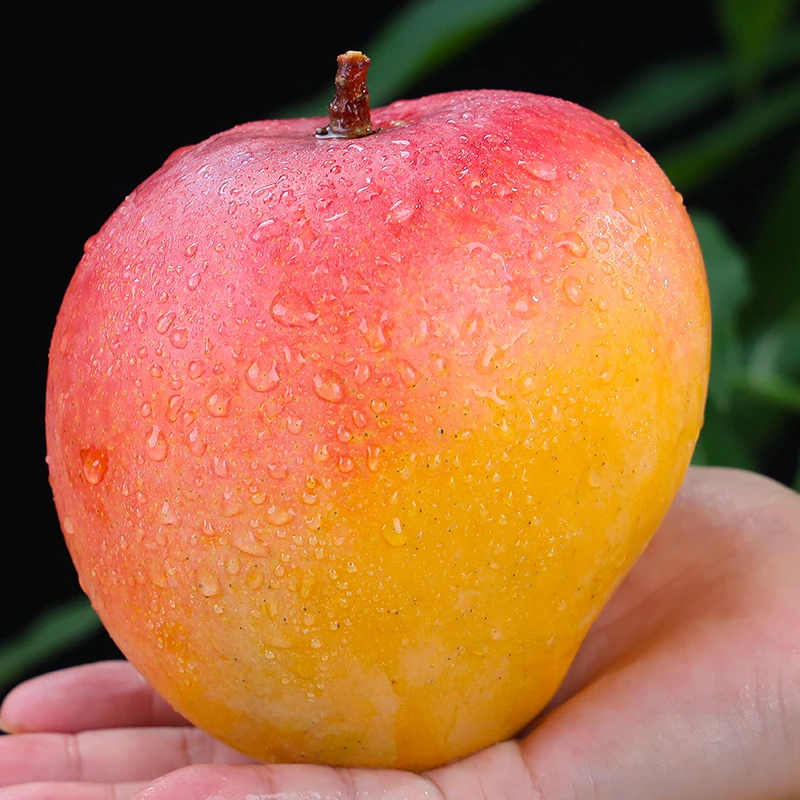 云南苹果芒澳芒4.5斤当季新鲜水果芒果香甜多汁 催熟后食用