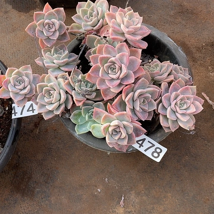 478哈利 一物一拍多肉