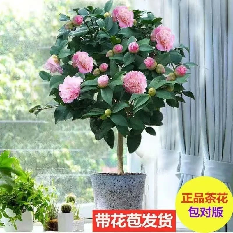 【粉色/香妃茶花】 耐寒茶花树苗盆栽花卉好养室内室外庭院多年生苗