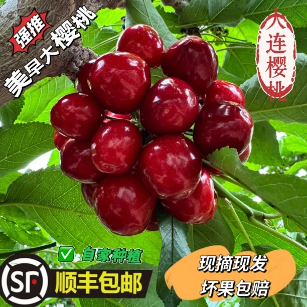 [果农自卖]大连美早樱桃1-5J 顺丰空运包邮2.3.5斤