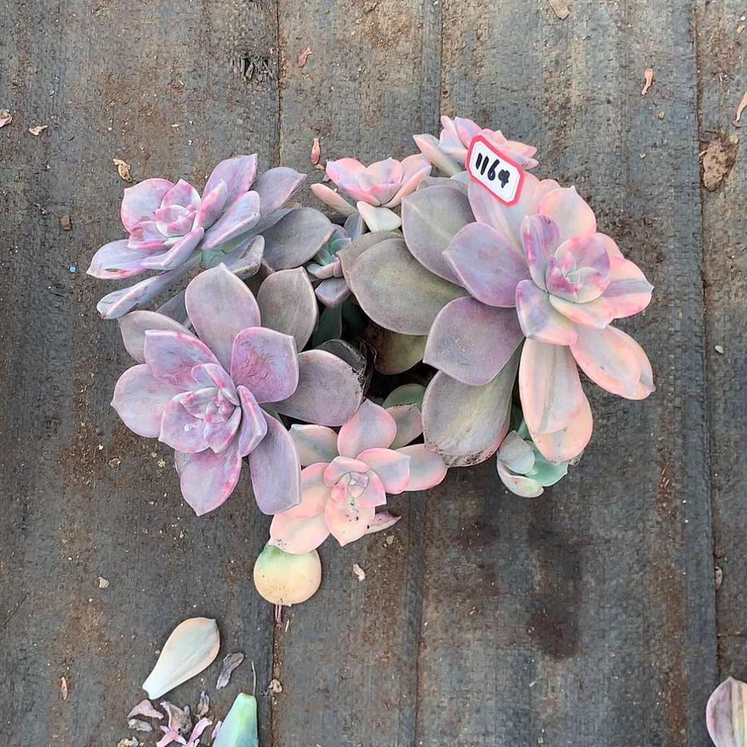 小*哥紫乐锦1164晓晓一物一拍