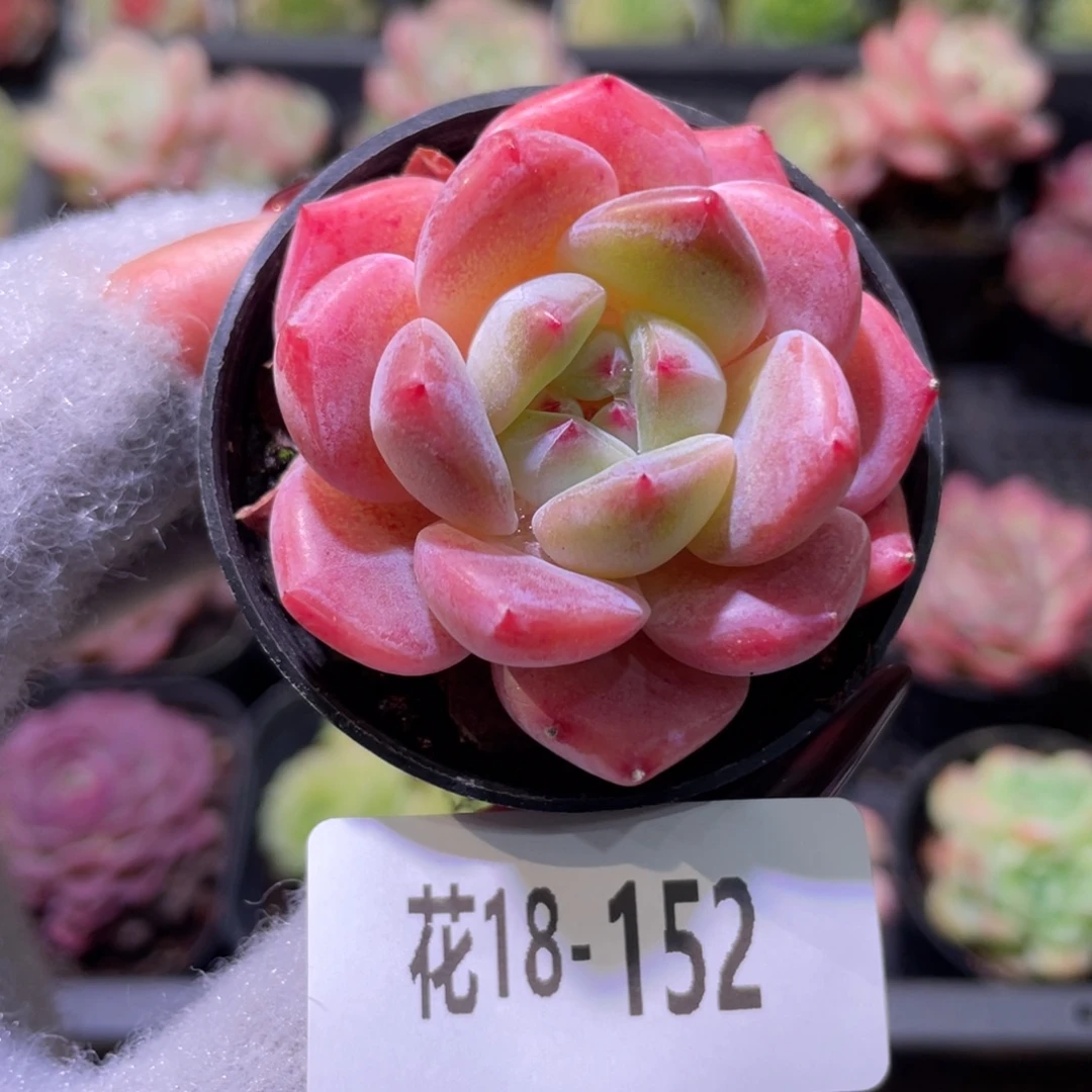 花利美18-152冰娃娃