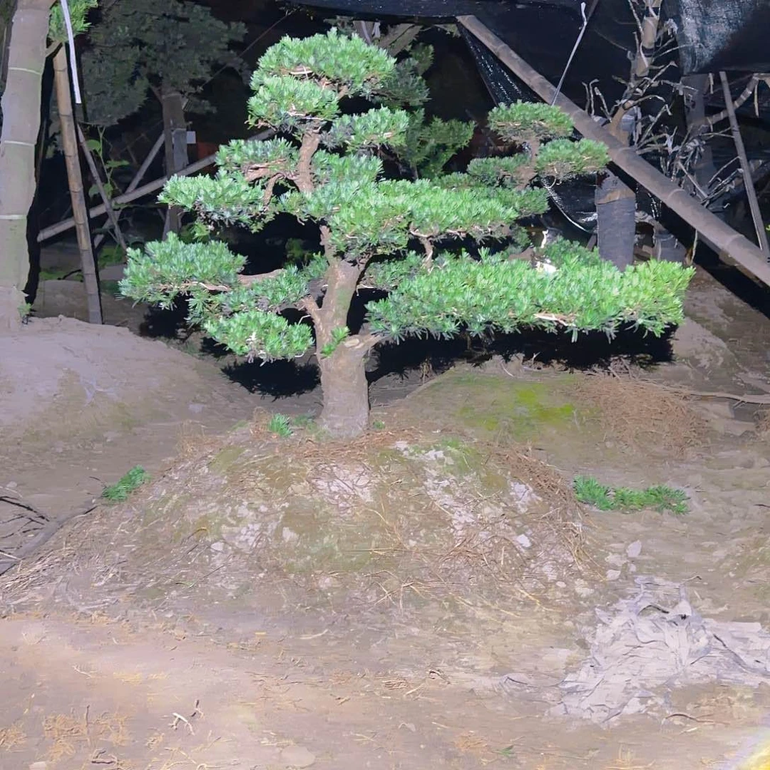 完全开放小叶雀舌罗汉松0001