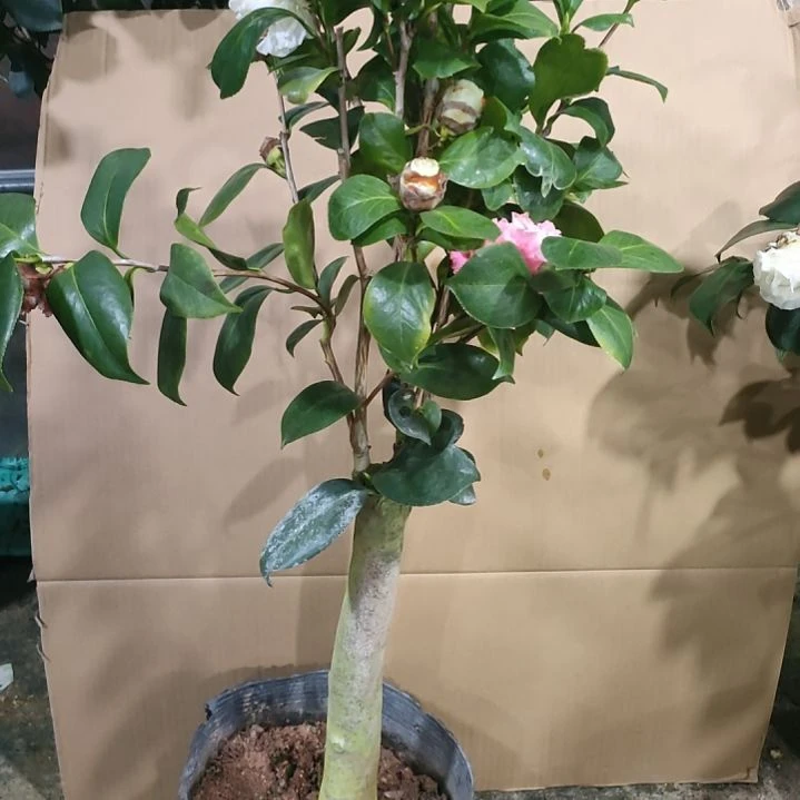 277玉盘，依恋，原盆原土发货