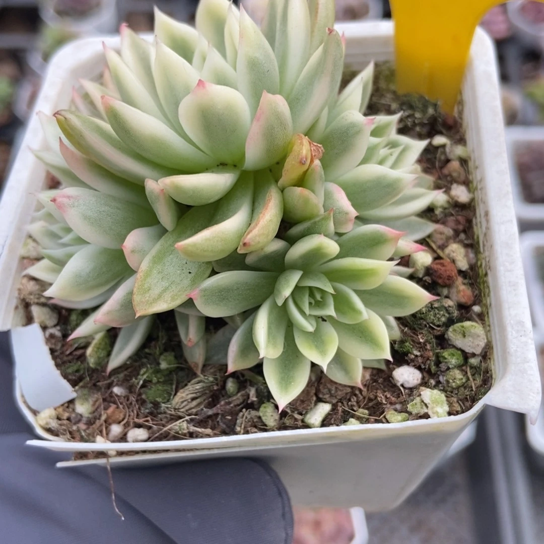 906蝴蝶飞锦多肉植物