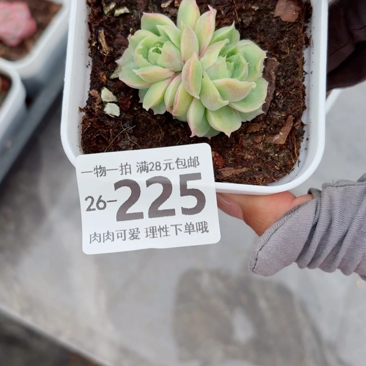 水晶虾饺无盆土发货多肉