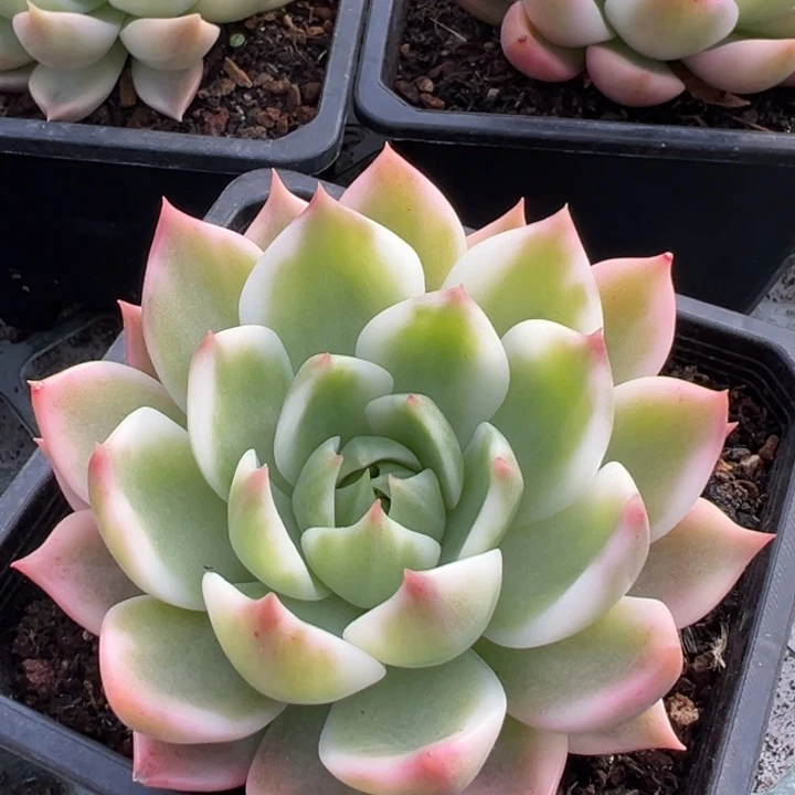 灵魂锦一物一拍锦龙