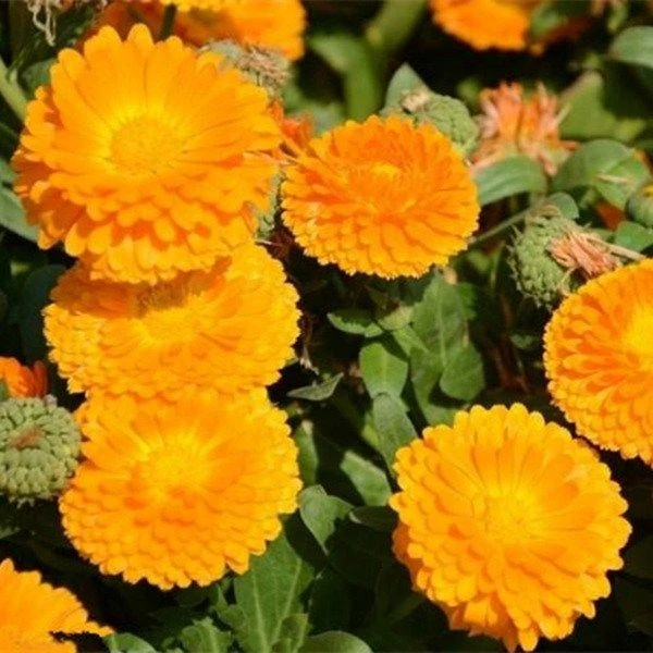 金盏菊种子四季长青花种子大金盏花种子长生菊花籽四季花草庭院