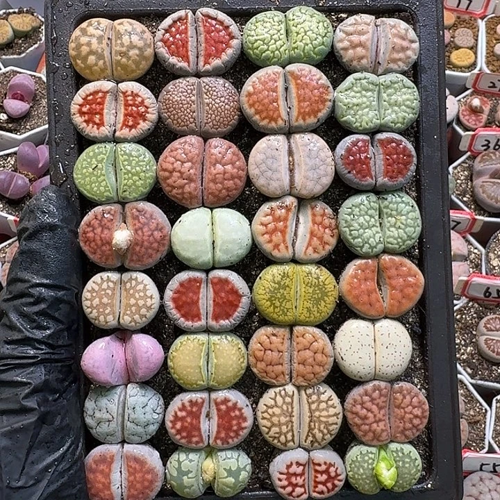 生石花1111。 裸根带盆土。  266