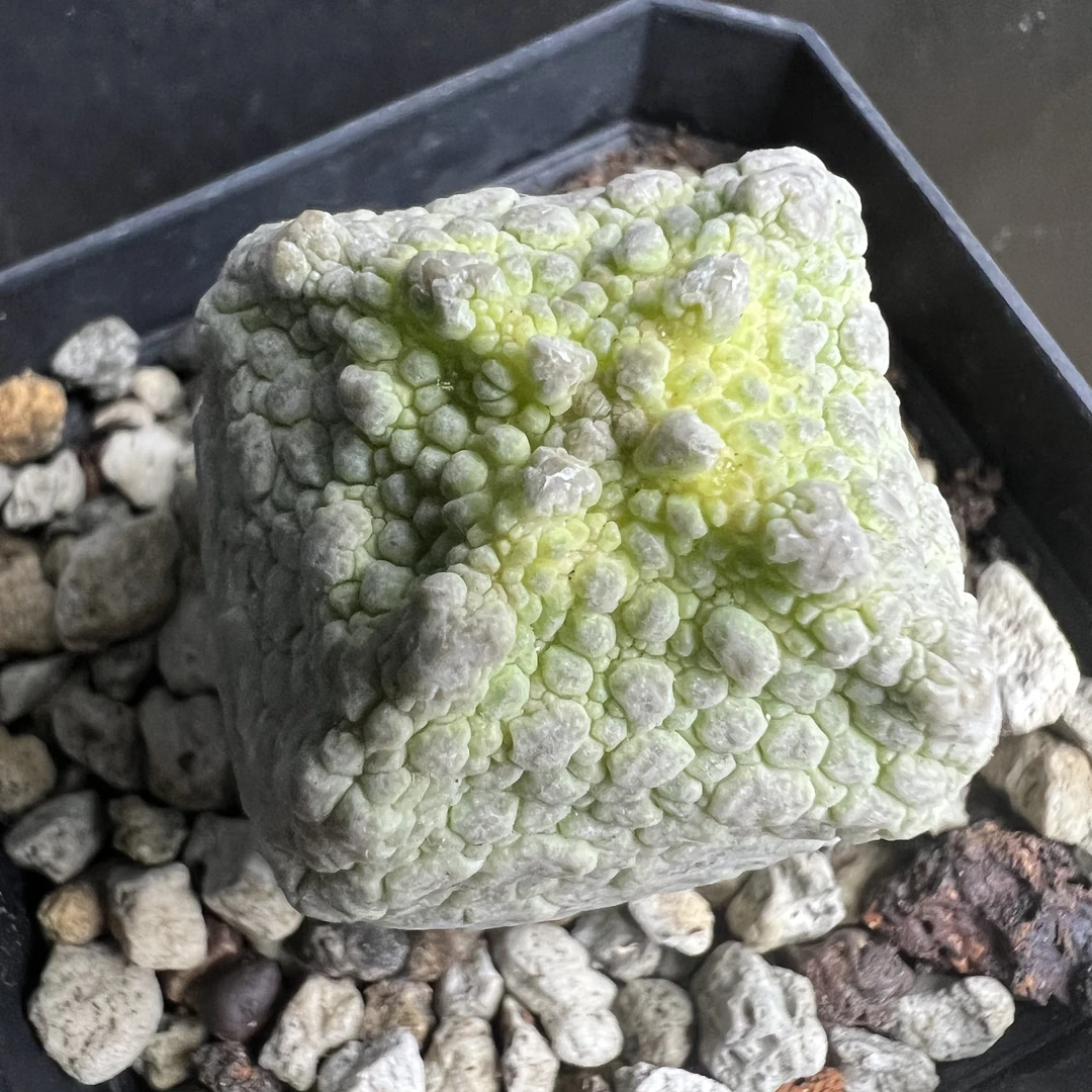 方凝蹄玉萝藦科实生仙人球块根多肉植室内绿植盆栽好养易活
