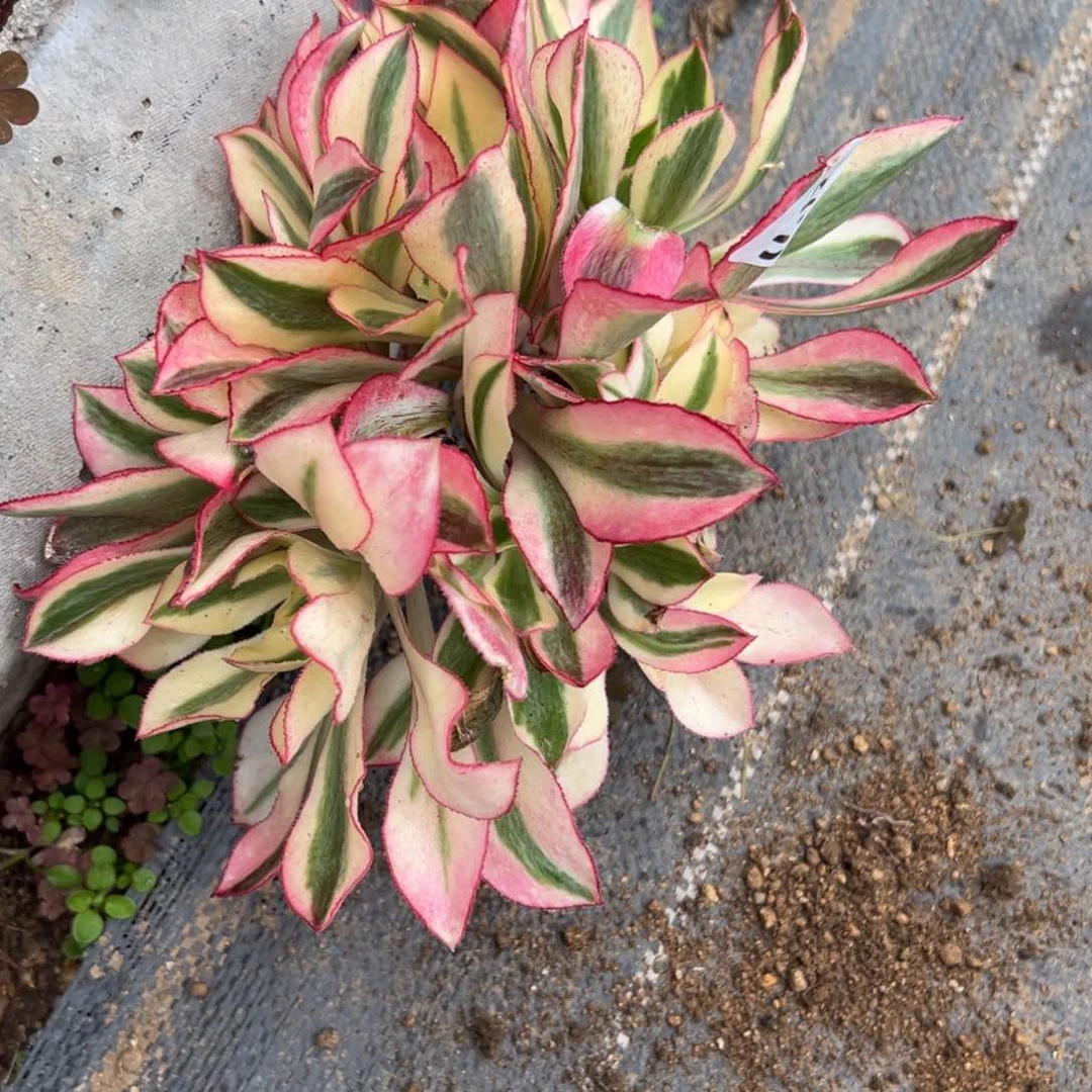 苹**艺120魅影多肉多肉多肉