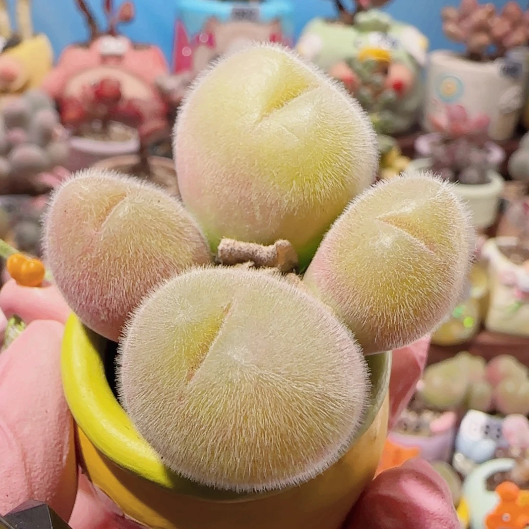 T肥肥毛翠盆口2.5cm