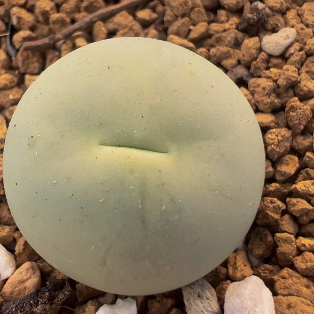 95多肉植物百科植物