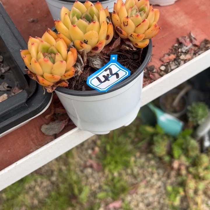 小***泉一物一拍玉杯多肉43