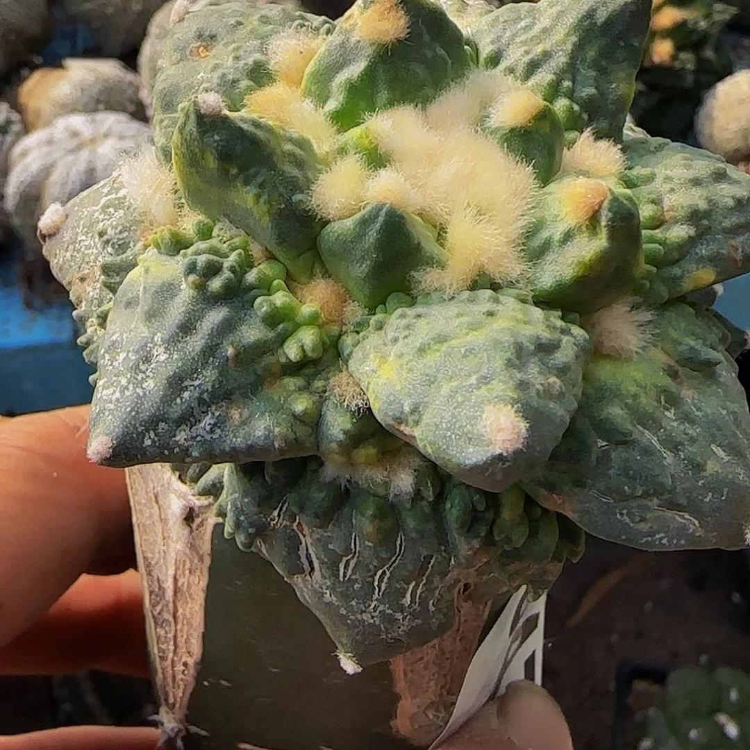 怒涛锦947仙人球开花