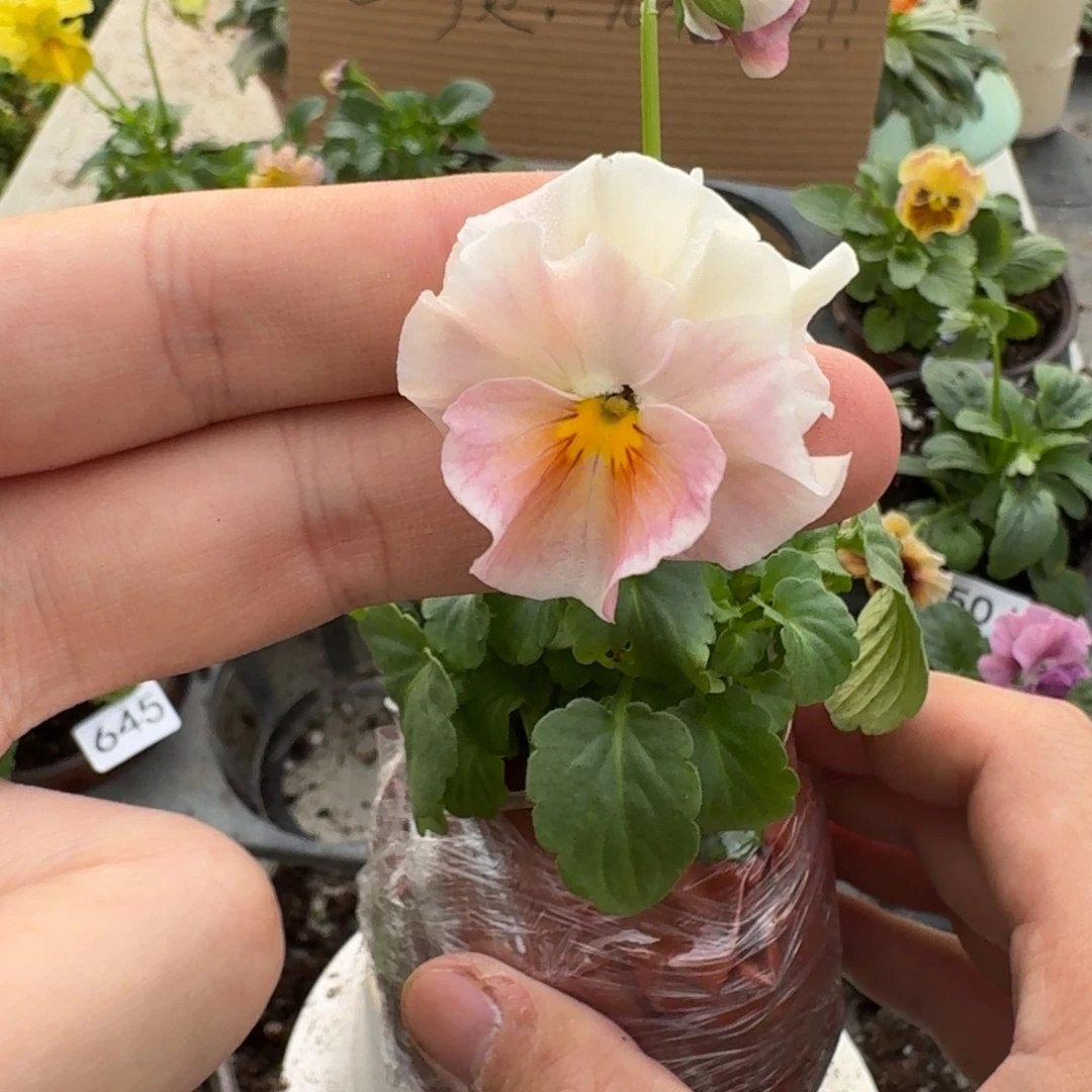 大部分花苞少量开放561
