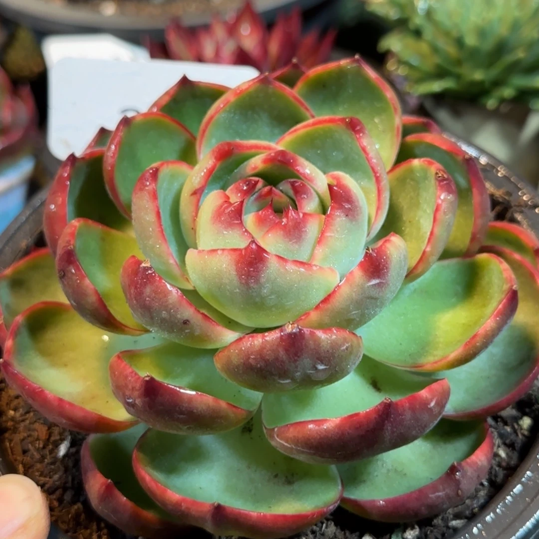 玫瑰惊鸿一物一拍包装收缩花旱366