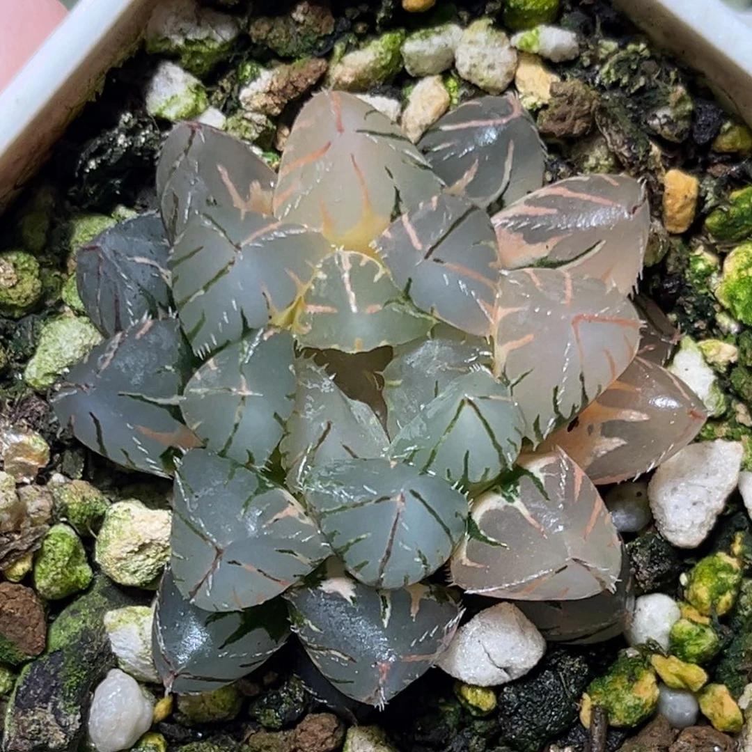 恭喜发财大吉大利727