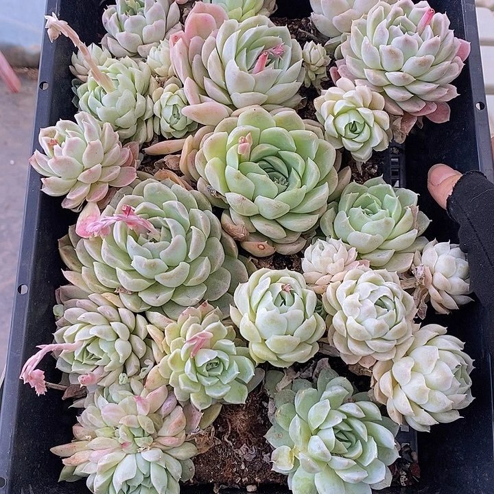 195 多肉植物盆栽花卉