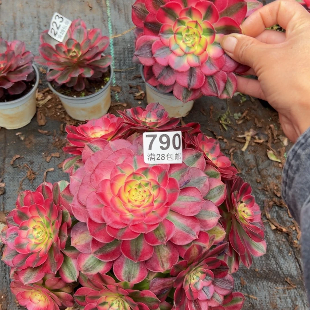 多肉植物790荔枝有一个断枝