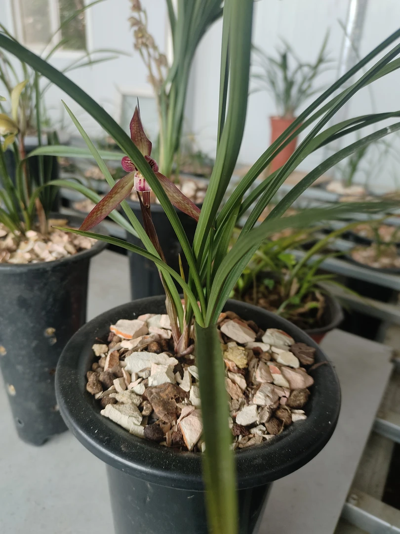 红草红花盆栽浓香型四季花卉室内绿植好养