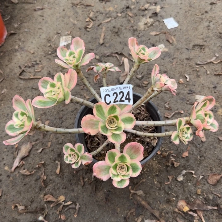 艳姿锦……多肉植物……