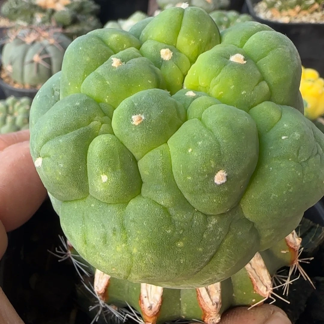 【闪购商品】肌肉超大尤757