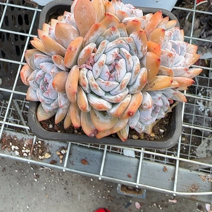 星****青蛙王子儿童牙膏套装11