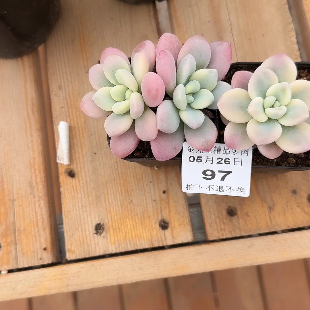 1****0526-97洛神两颗