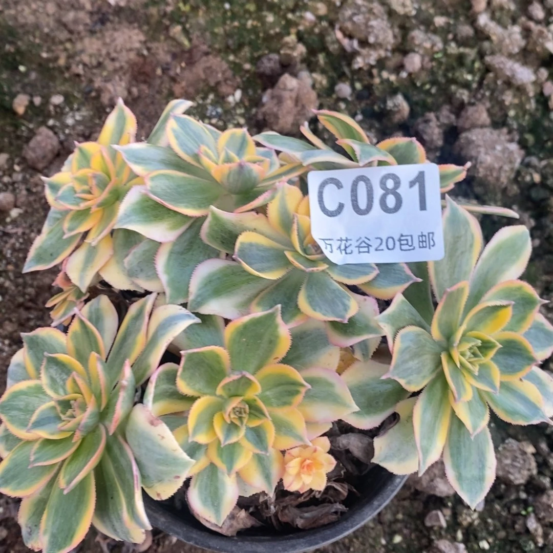 081灿烂多肉植物