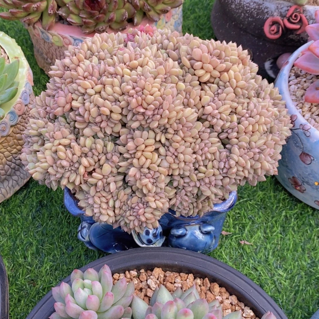 璀璨缀 一物一拍
