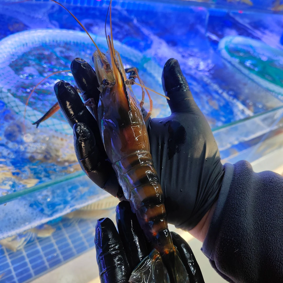 【海码头海鲜】今天鲜货罗氏虾一斤(保鲜不保活)