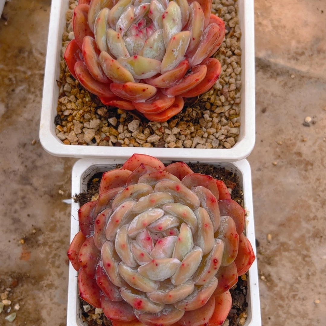 小*橙梦露两颗6号一物一拍