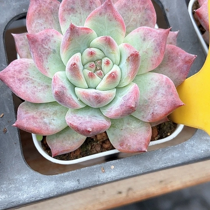多肉植物钻石卡914多肉