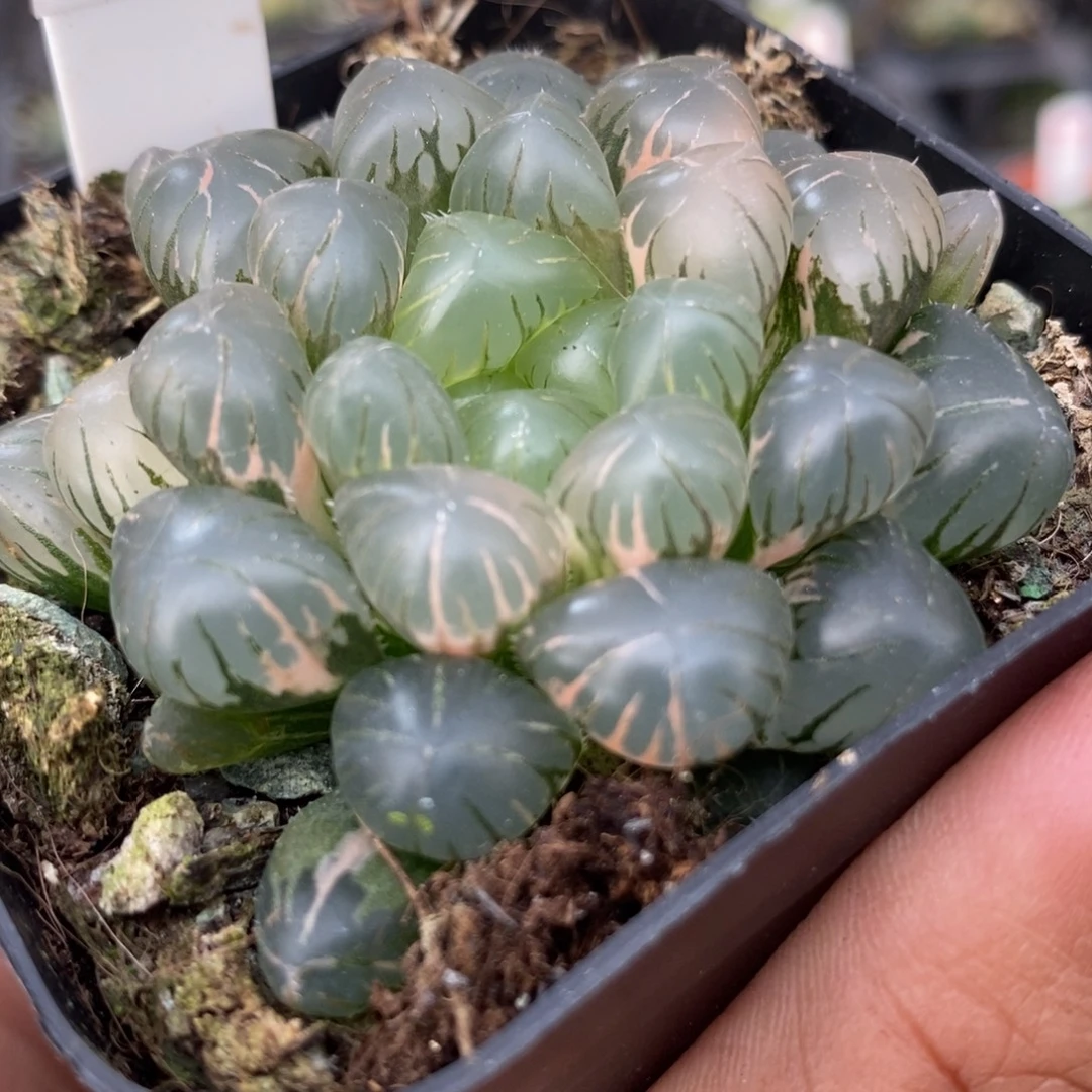 271冰灯锦一物一拍