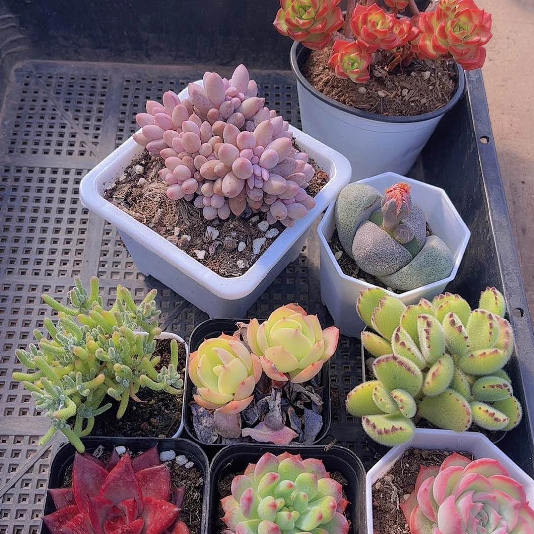 多肉439多肉植物