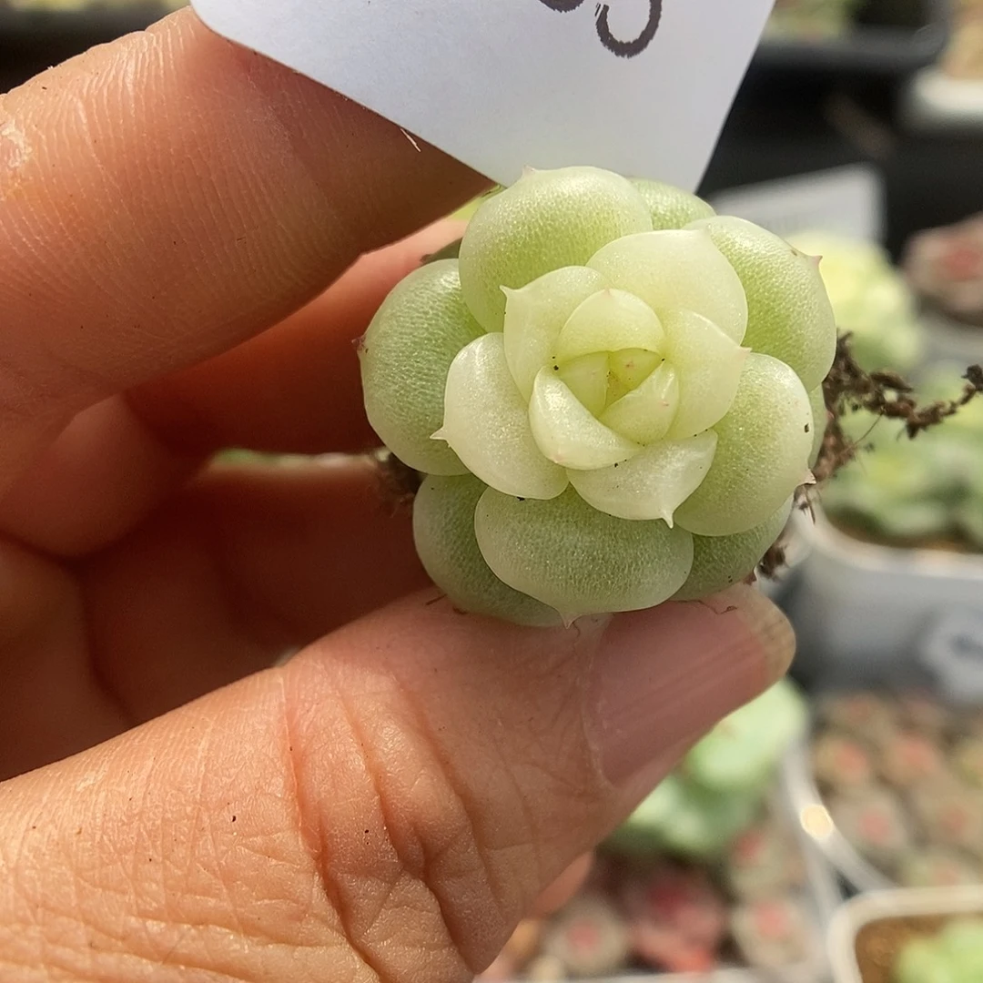 一物一拍一物一拍925-985