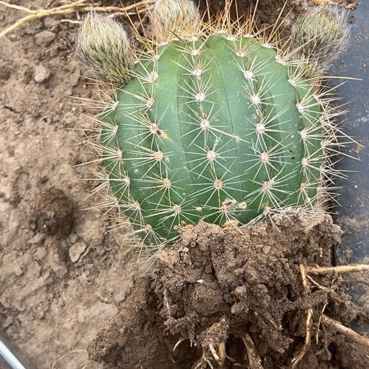 ゞ****食清清温淳根瑕疵4