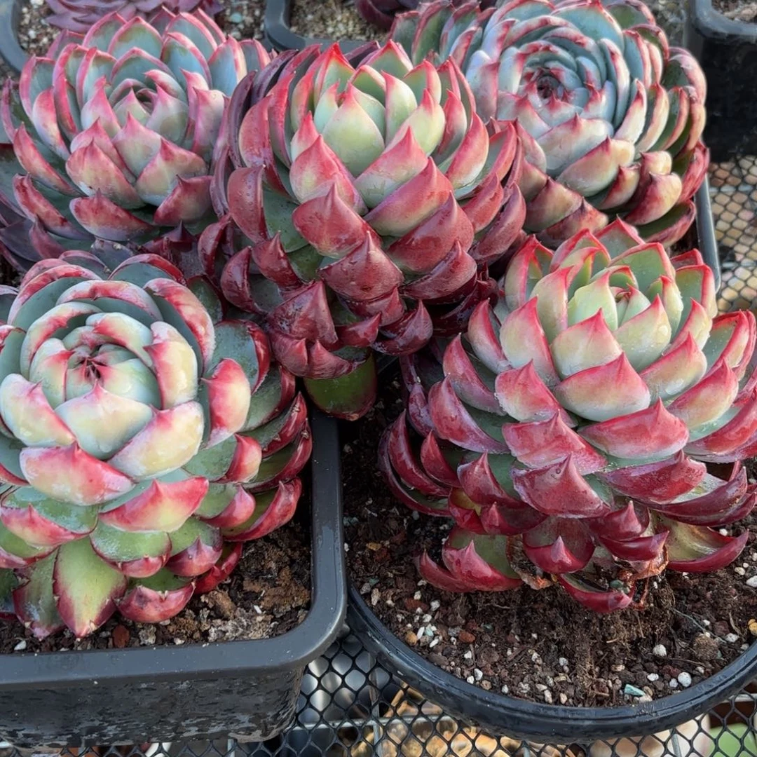 寳***钰哈哈宝贝宝贝宝贝宝贝吧