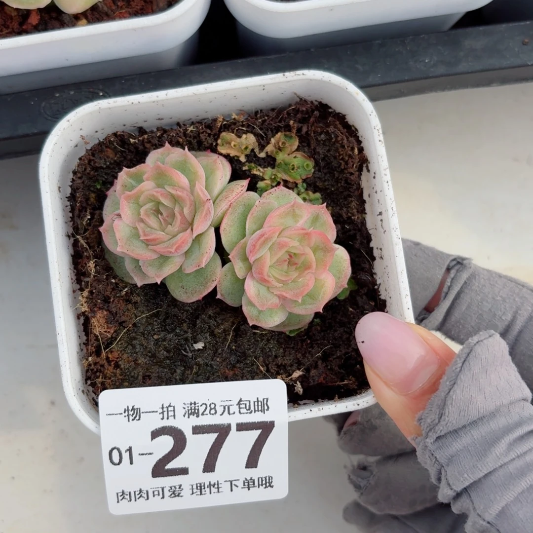 水晶虾饺无盆土发货无盆土无