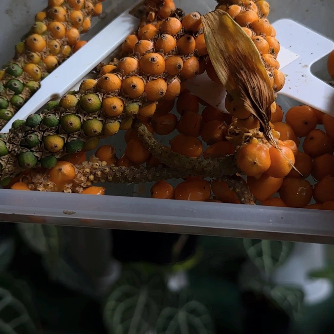 完全开放克莱恩种子4颗