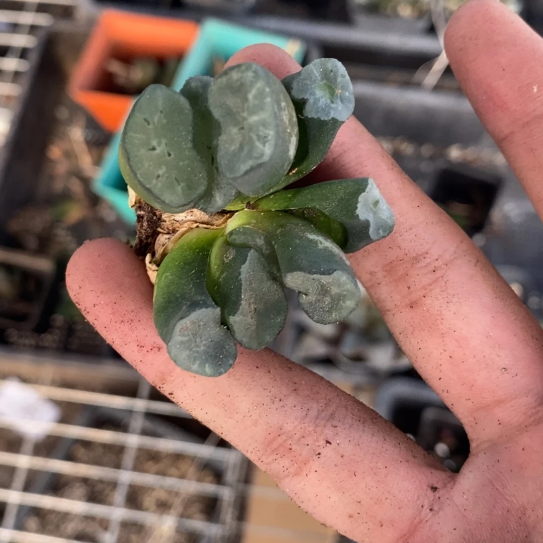 微***笑1262一颗蓝领玉扇？！？！