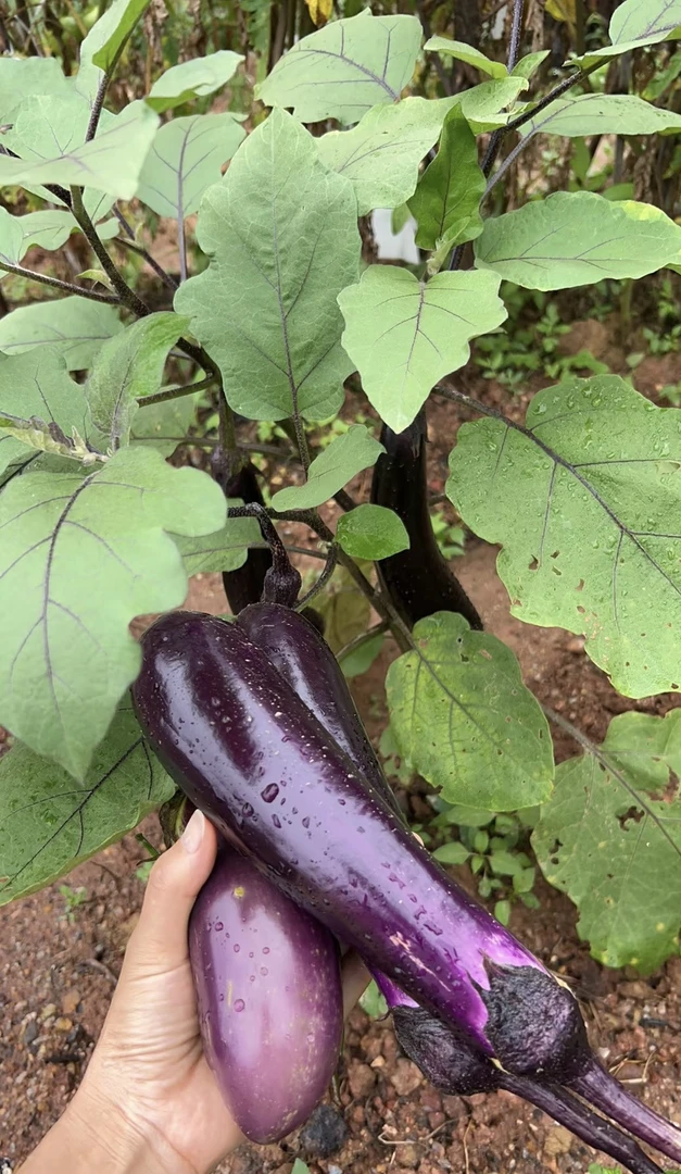 湘西露天种植紫皮茄子新鲜现摘现发