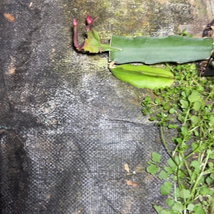 D***丁078嫁接小苗带盆发货