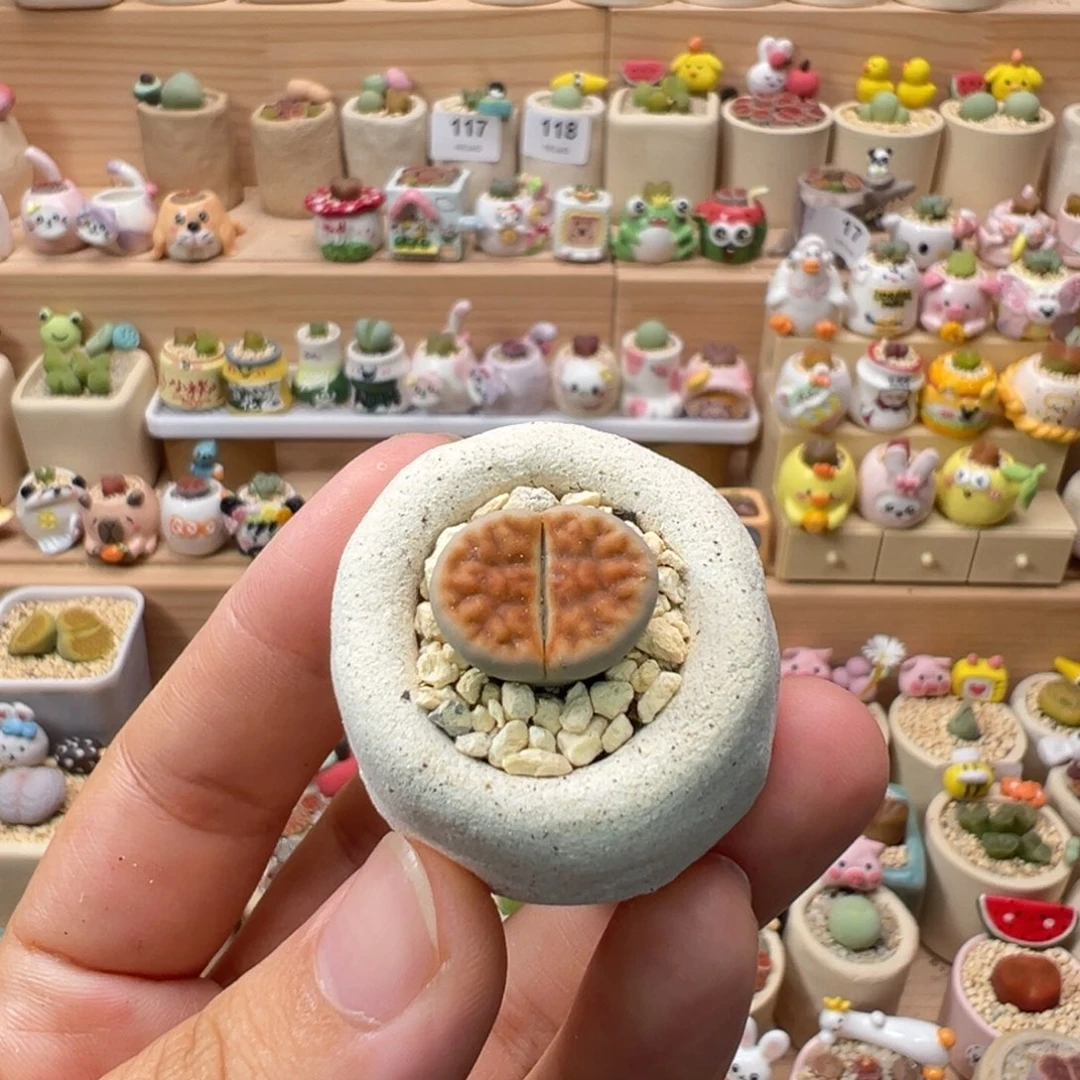 密***玮多肉植物126号拇指盆