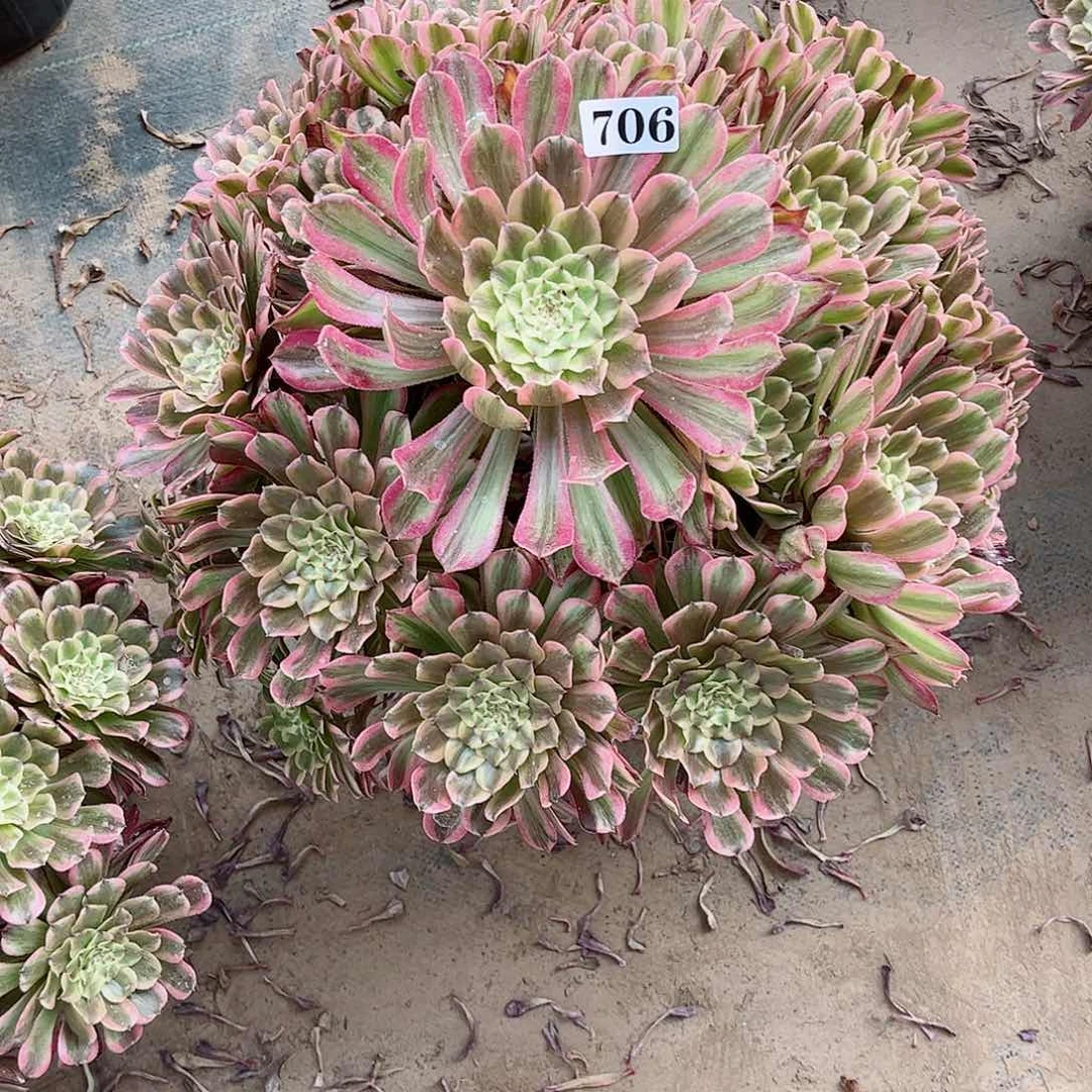 沐*多肉植物炫彩706